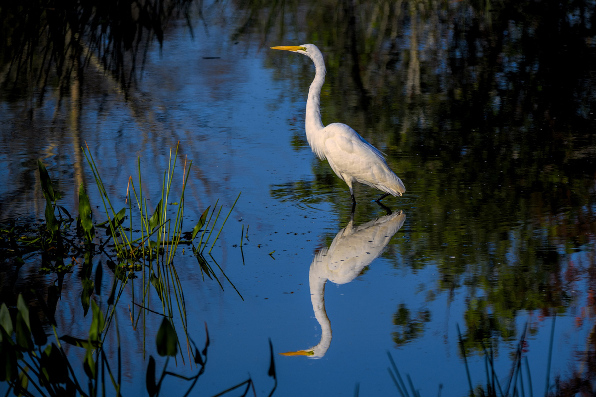 Wild Animal Encounters on Airboat Rides: What to Expect
