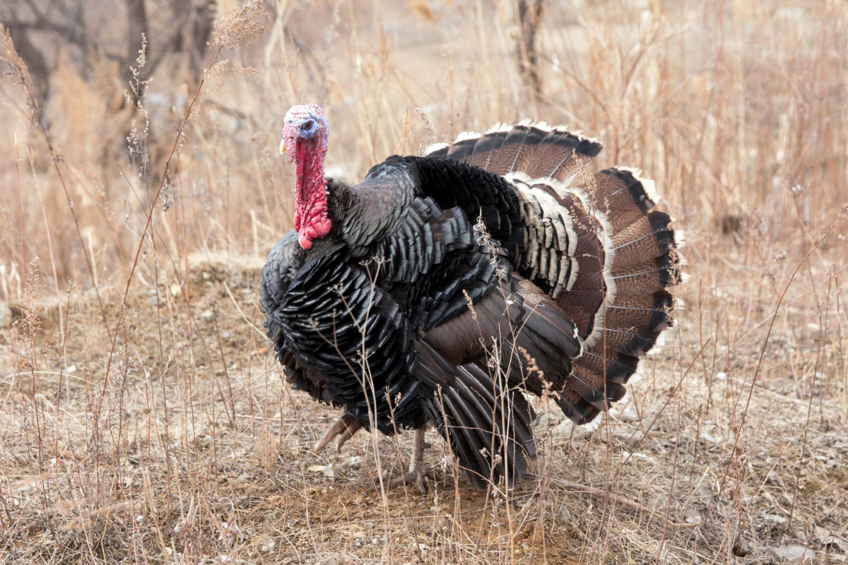 Ace Your Turkey Hunt with These Simple Tips