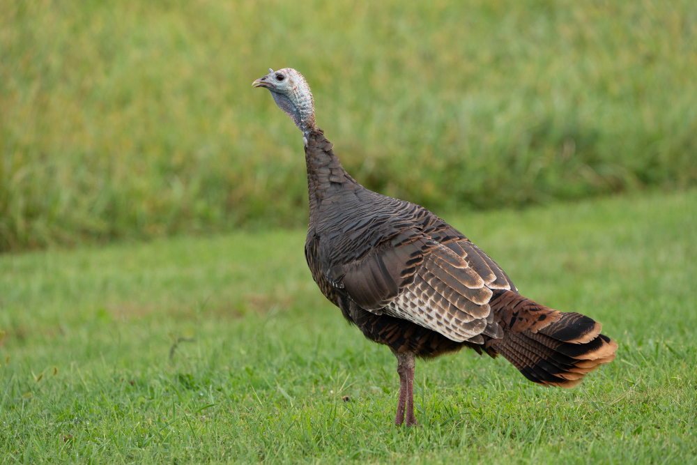 how to field dress a turkey