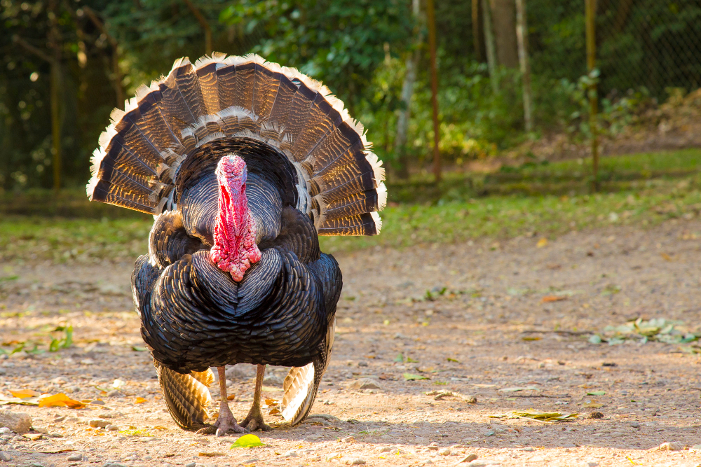 Exploring Turkey Habitat for an Unforgettable Hunting Experience