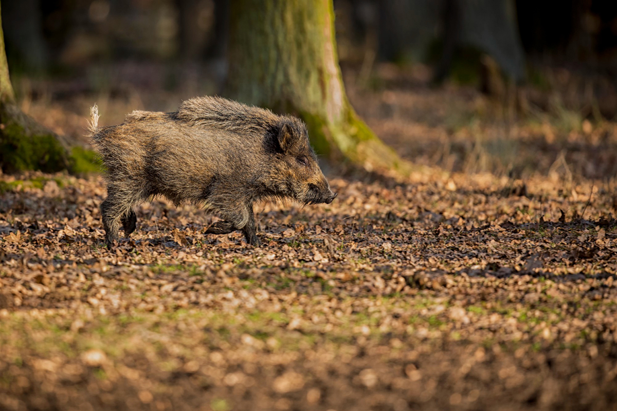 Don't Forget These Essentials on Your Hunts