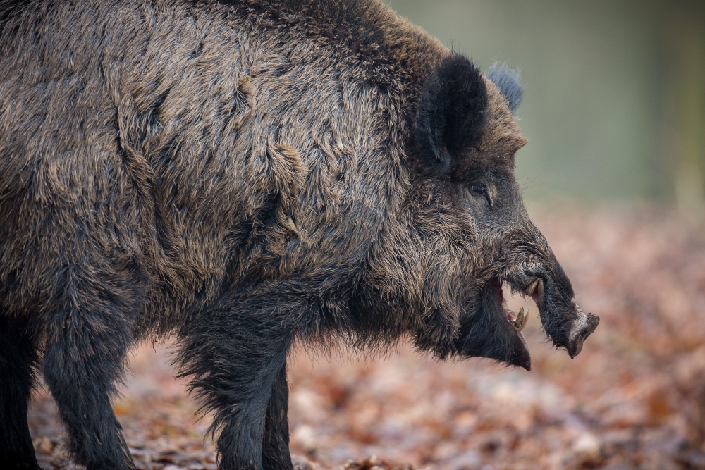 Wild boar, facts and information