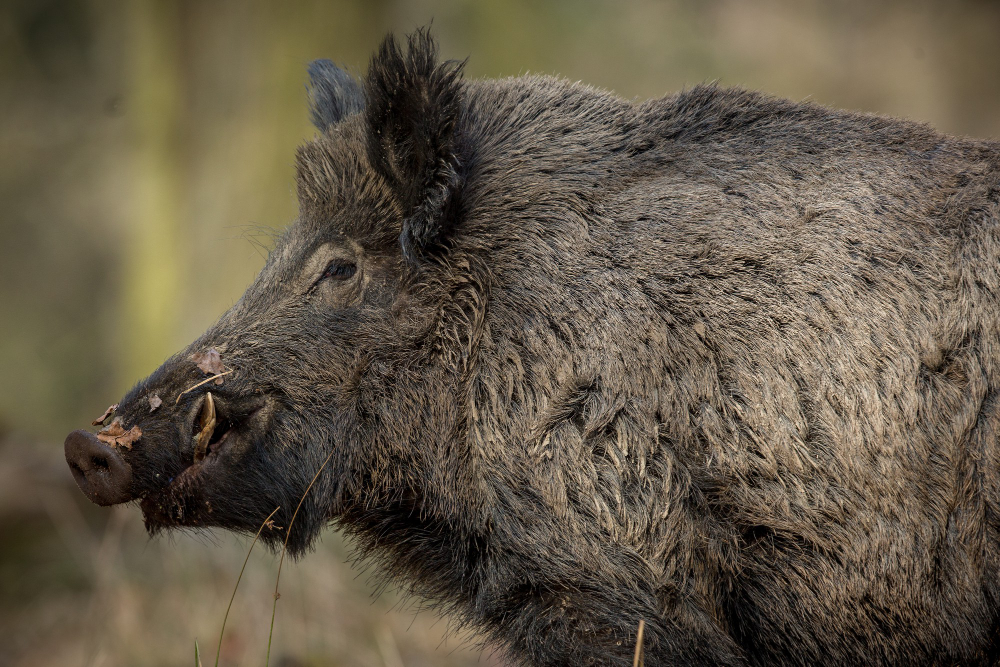 What's the difference between a wild pig and a wild hog?