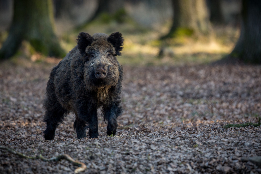Hog Hunting Guide for Beginners: Tips and Tricks to Get You Started