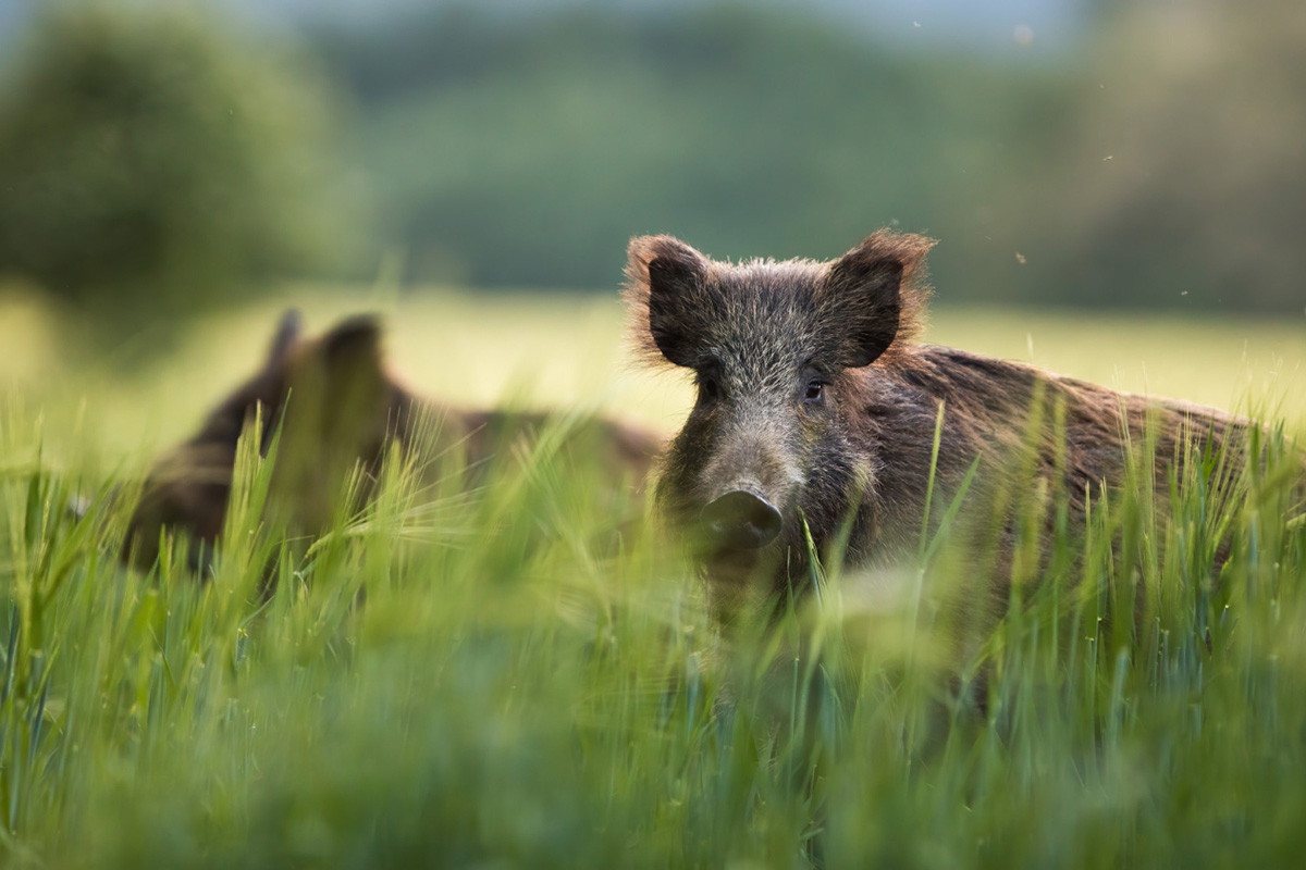 Hog Hunting Tips for Beginners