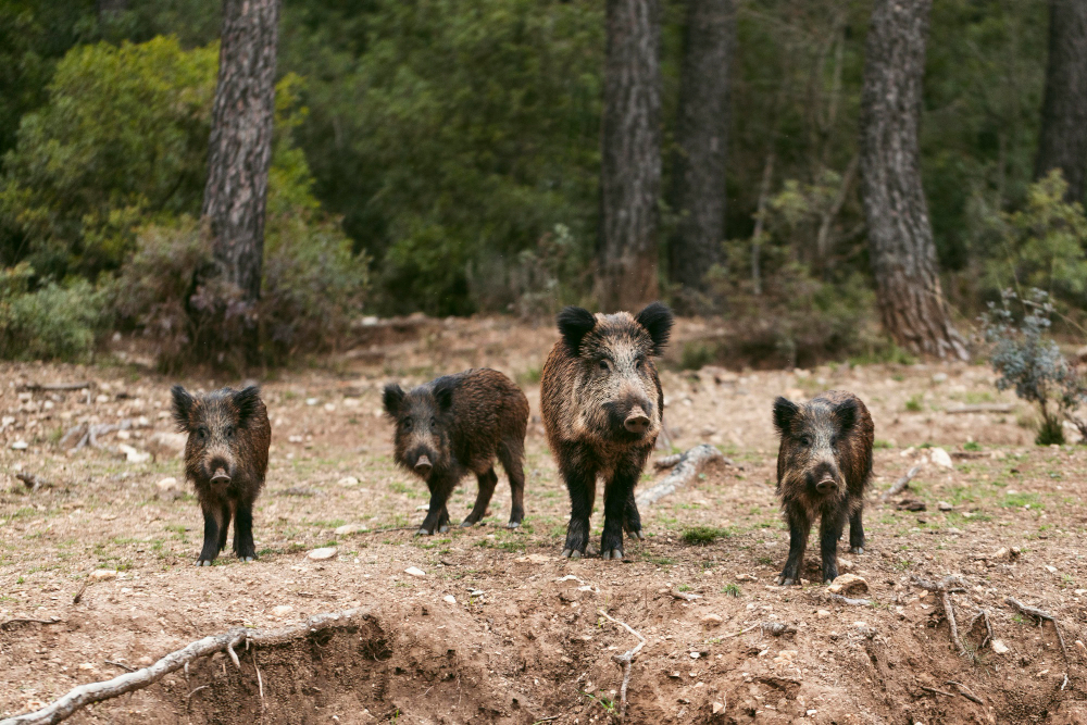 Hogs: Trophy Hunting vs Taking Meat