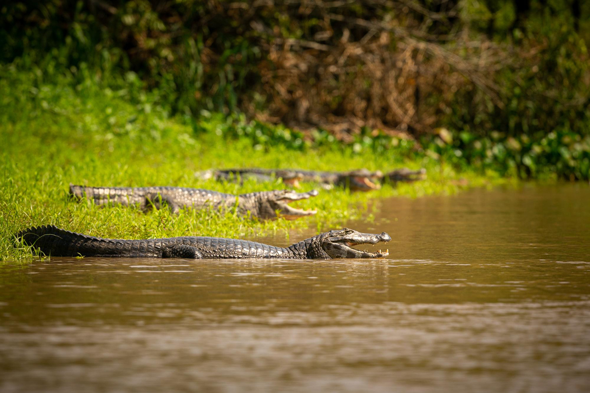 The Facts About Alligator Hunting and Alligator Protection