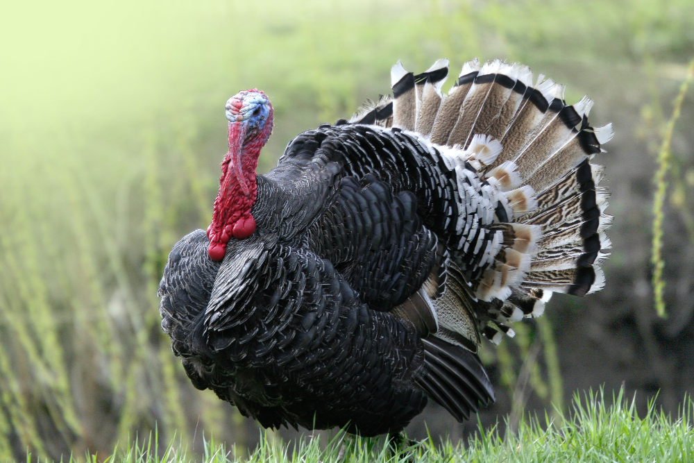Preparing for the Ultimate Turkey Hunt to Ensure a Successful Experience