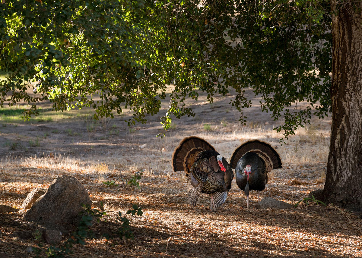Experience the Thrill of Turkey Hunts with Switchgrass Outfitters