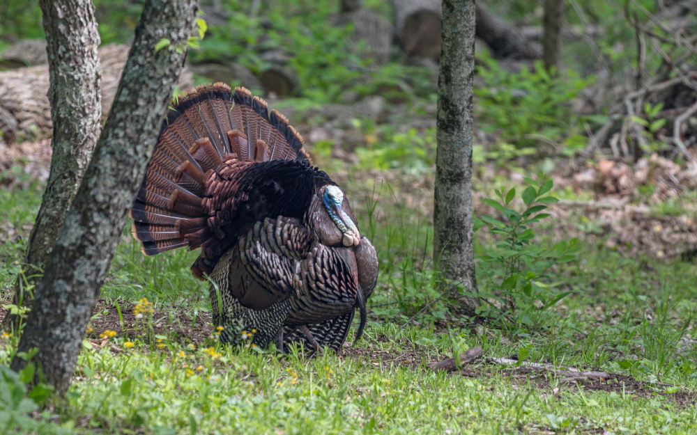 The Ultimate Guide to a Thrilling Turkey Hunt