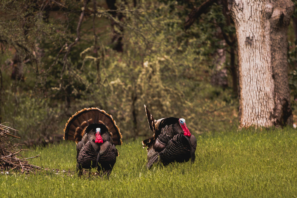 Discover the Ultimate Turkey Hunting Experience with Switchgrass Outfitters