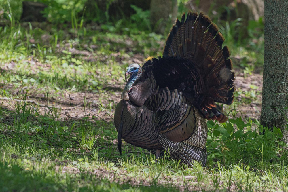 The Art of Turkey Hunting in Orlando, FL
