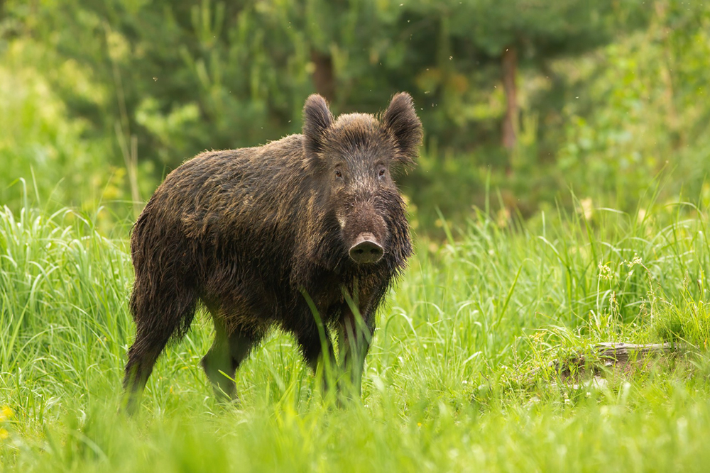 The Essential Guide to Hog Hunting in Orlando, FL