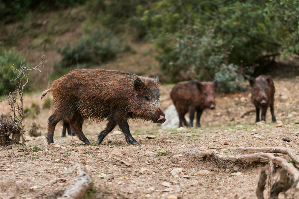 Wild Hog Hunts at Switchgrass Outfitters