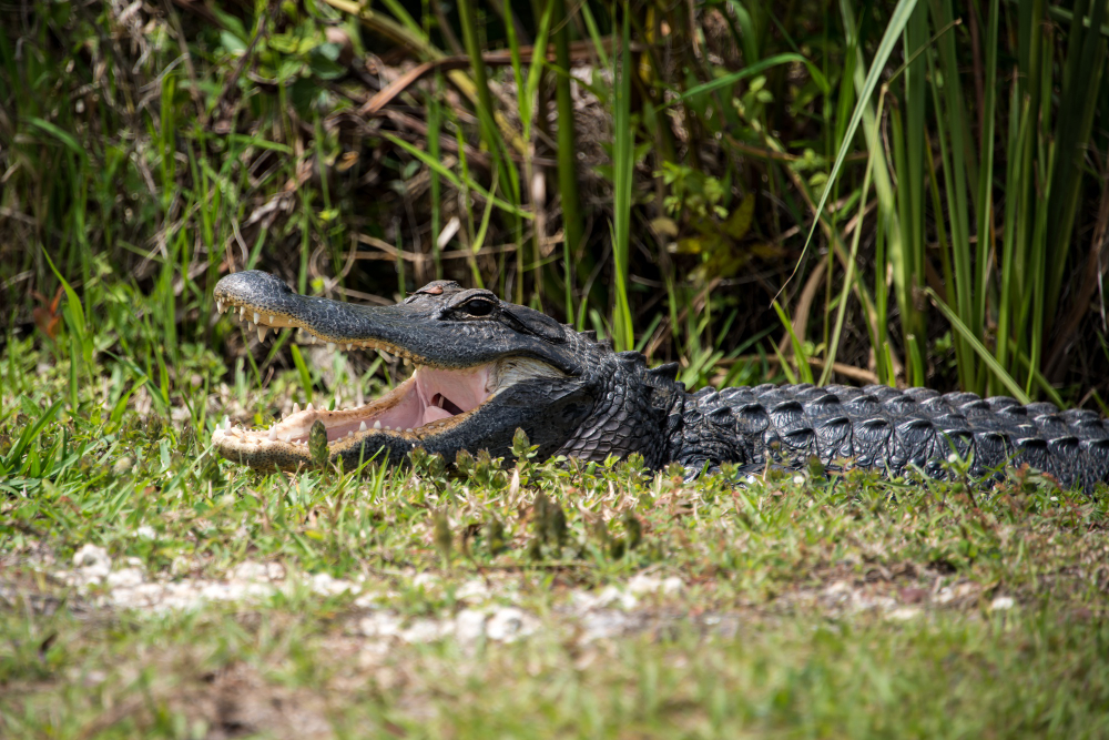 Why Florida Allows Alligator Hunting: A Deep Dive