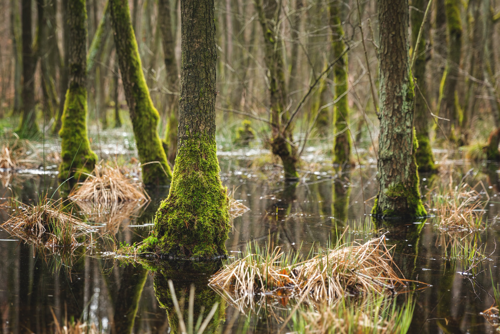 Navigating The Intriguing World of Invasive Species on Florida's Airboat Tours