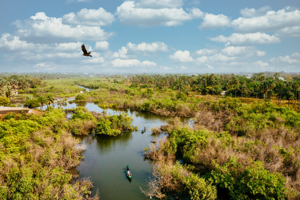 The Intricate Web of the Wild Florida Food Chain