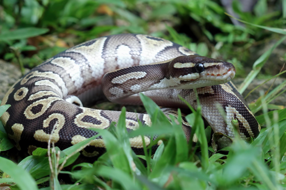 The Majestic Burmese Python: A Closer Look at Florida's Enigmatic Invasive Species