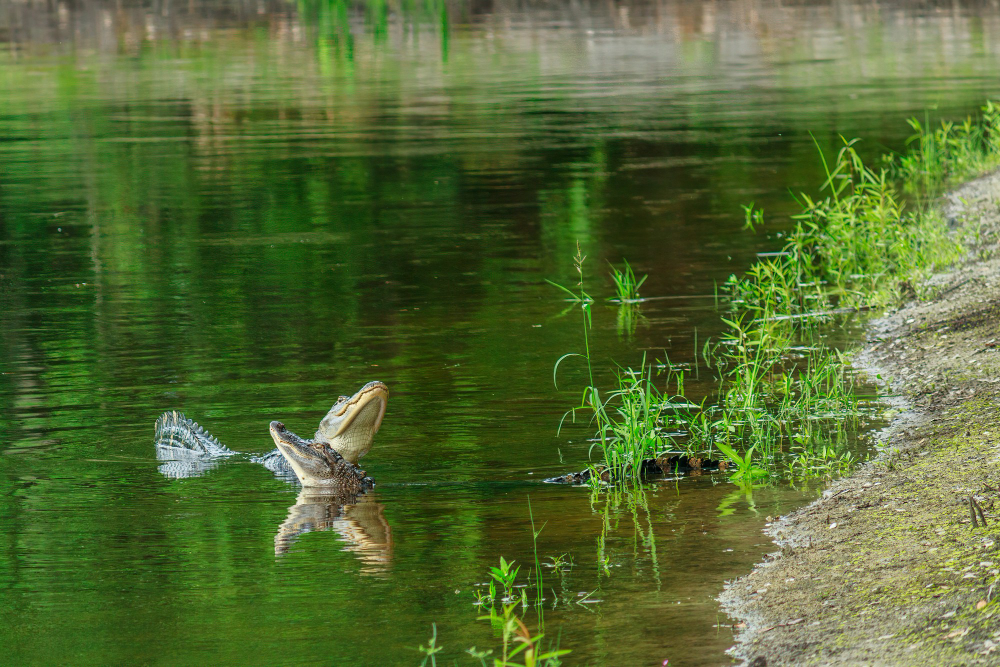 Unlocking the Thrill of the Hunt: Your Complete Guide to Alligator Hunting in Orlando, FL