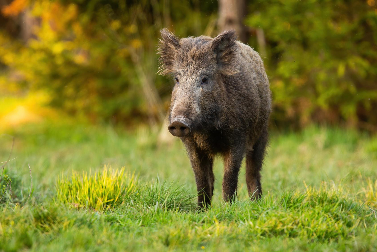 5 Reasons to Choose Switchgrass Outfitters for Your First Hog Hunt in Orlando, FL