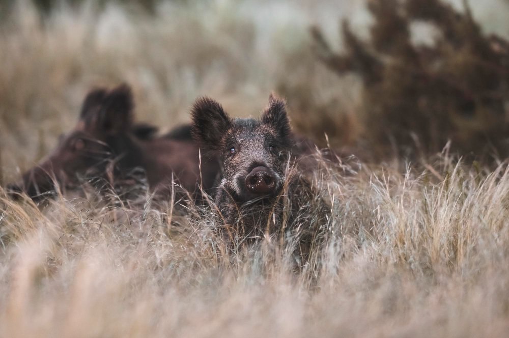 Experience the Thrill of Wild Hog Hunts in Orlando, FL with Switchgrass Outfitters