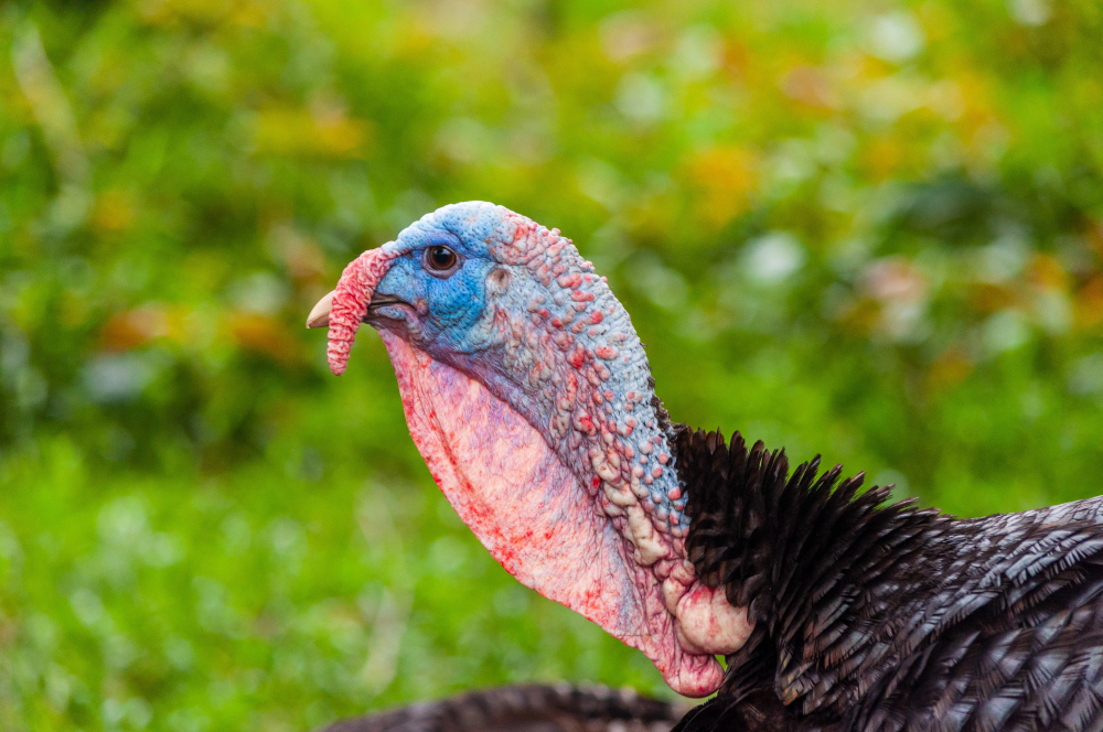 Hunting the Wild Osceola Turkey