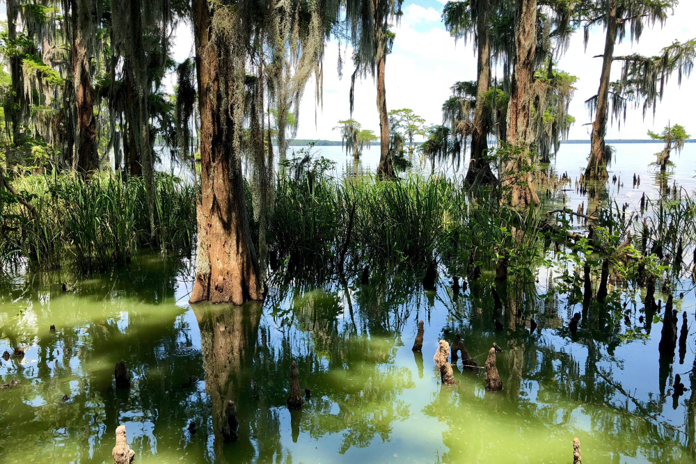 Exploring the Wild: Airboat Rides in the Heart of Orlando, Florida
