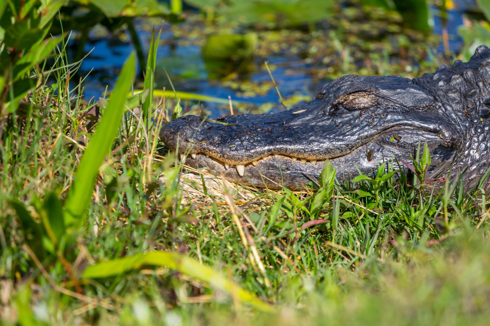 The Ultimate Alligator Hunting Guide for Orlando, FL