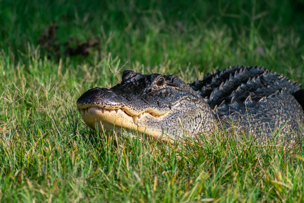 Record-Breaking Alligator Hunts in Florida