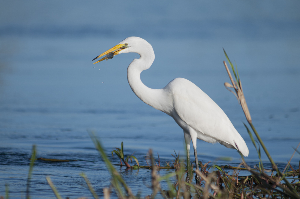 Birds You'll be Spotting on Your Airboat Tours