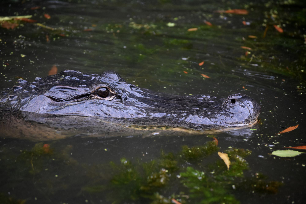 Mastering the Art of Gator Hunting in Orlando, FL