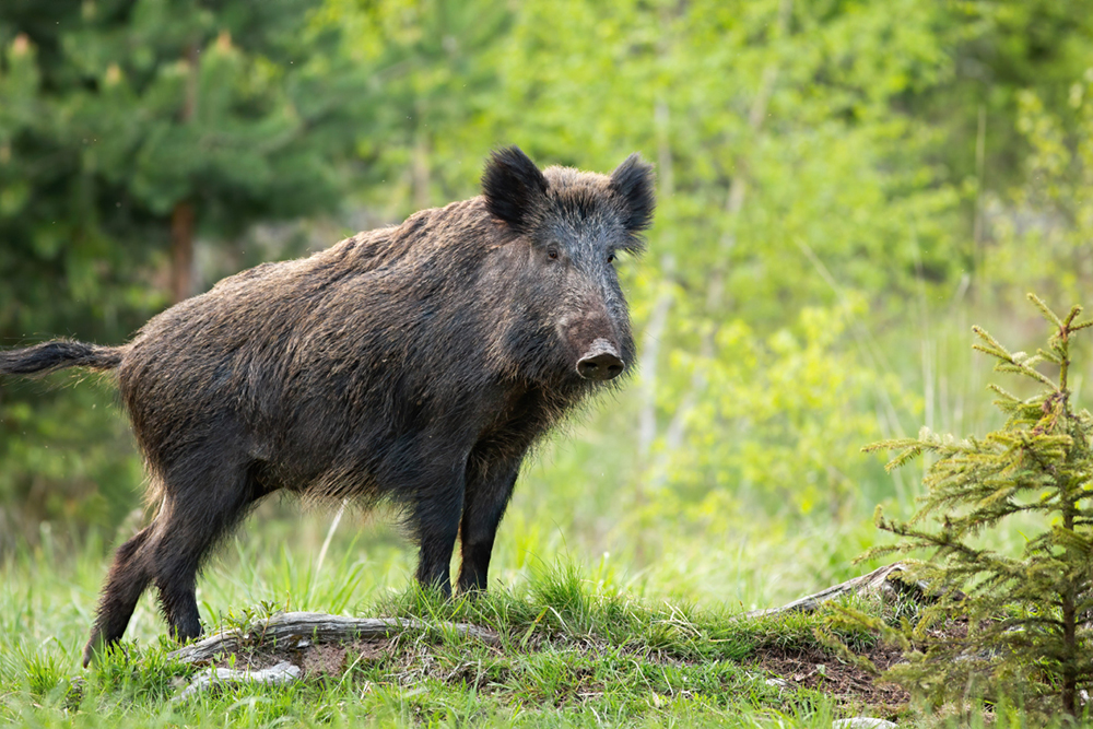 Top Reasons to Trust Switchgrass Outfitters With Your Wild Hog Hunt Experience