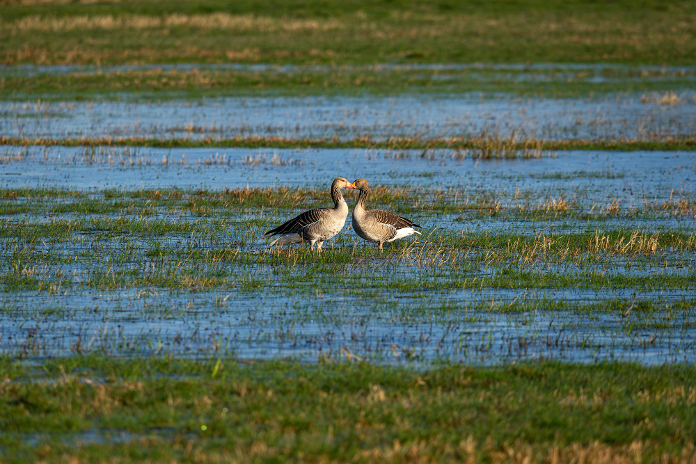 Different Animals You'll Encounter During Your Airboat Tours Experience