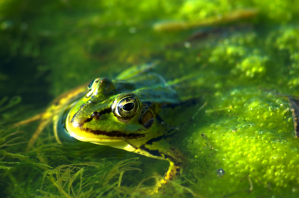 Discover the Amphibians of Orlando, Florida Through Airboat Rides
