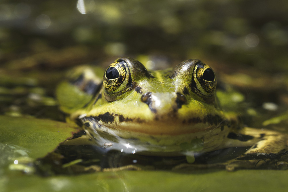 The Amphibious Nature of Florida