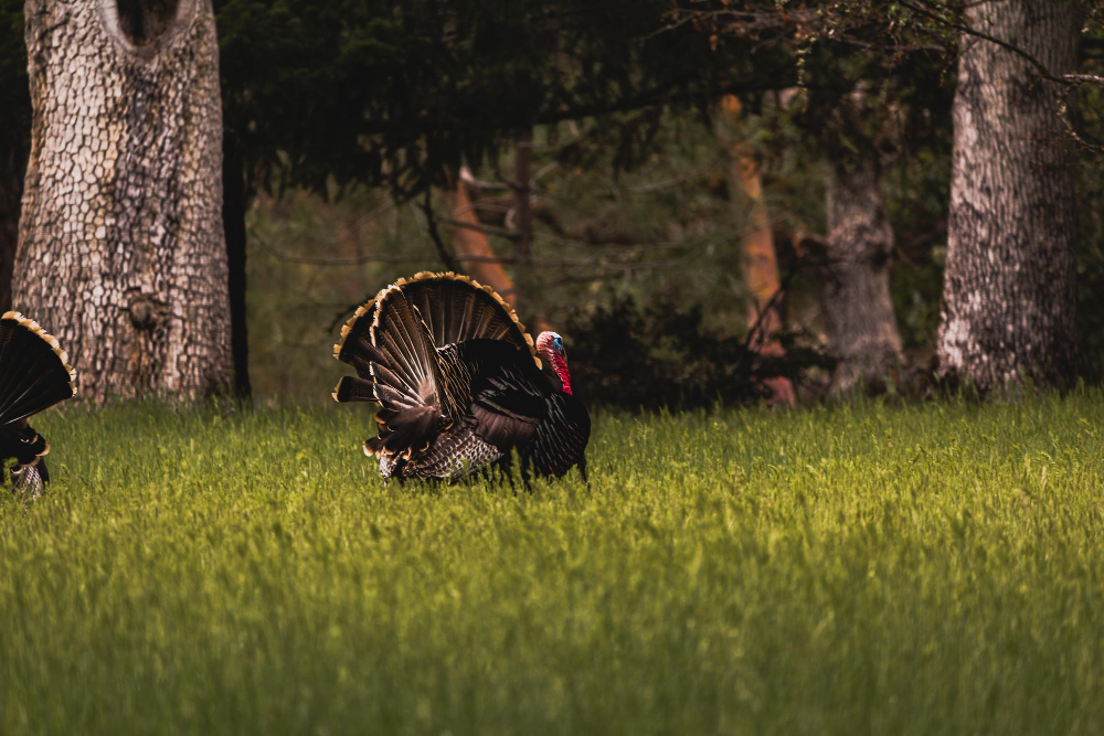 Tips to Stay Safe During Turkey Hunting