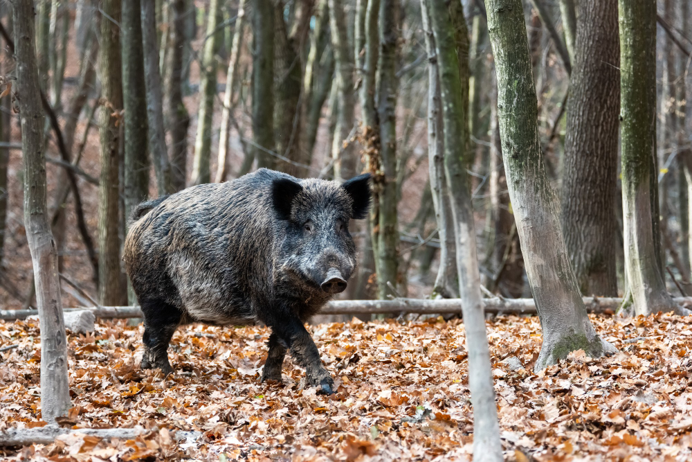 A Comprehensive Guide to Hog Behavior for Hunters