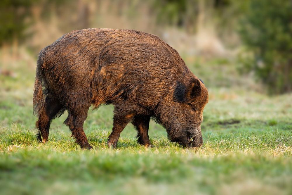 The Ultimate Guide to Understanding Wild Hog Behavior for Hunters