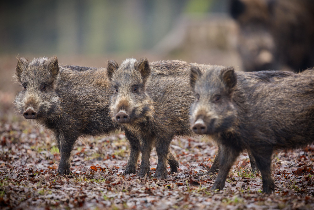 Planning Your Ultimate Wild Hog Hunting Trip in Orlando, FL