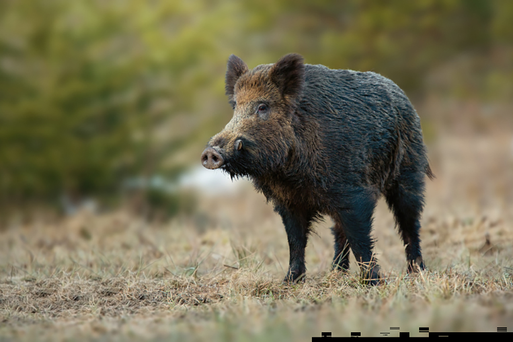 Discovering the Surprising Benefits of Hog Hunting