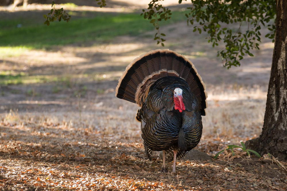When is the Best Time for a Turkey Hunt?
