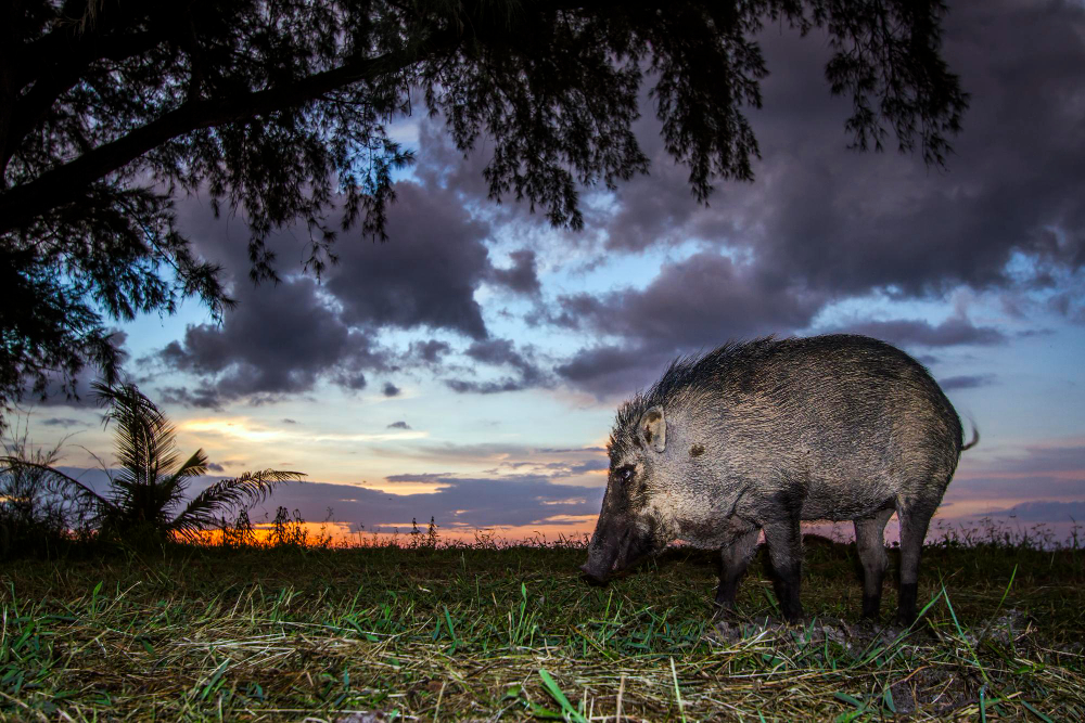 Night vs. Light: A Guide to Hog Hunting Tech