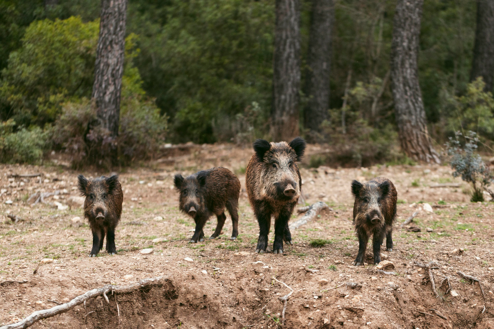 Why Hog Hunting is Popular in the South