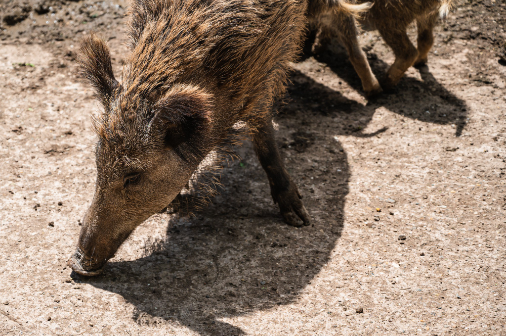 A Hunter’s Guide to Identifying Hog Tracks and Signs