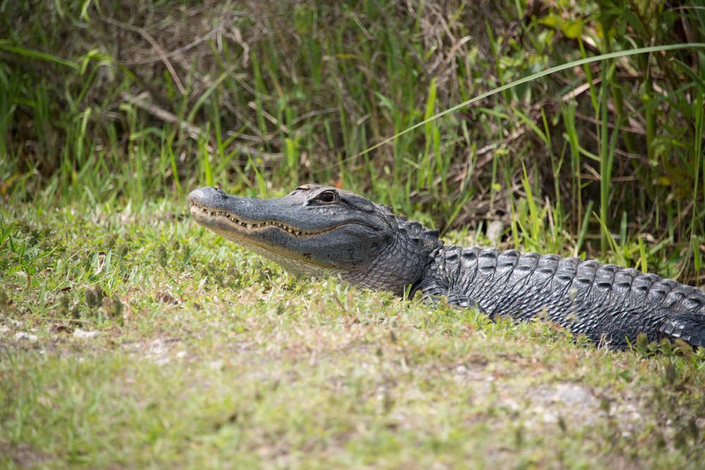 Alligator Hunting Methods