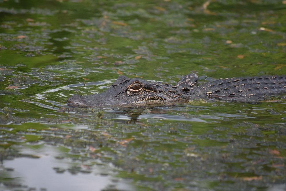 Where To See Alligators in Orlando, FL