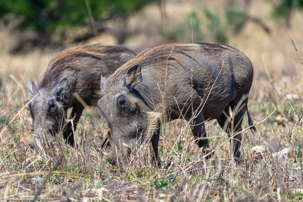 Wild Hog Hunting in Orlando, FL: What to Expect