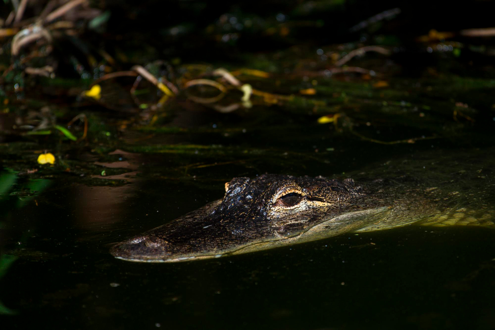Night Gator Hunts: A Guide to Spotlighting in Florida