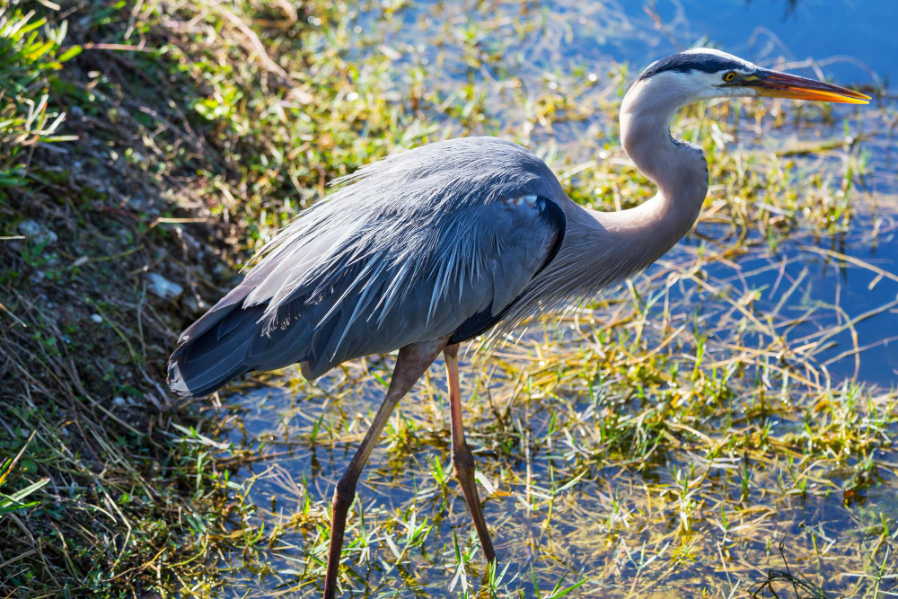 Top Wildlife You'll See on a Florida Airboat Tour