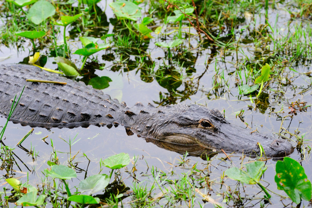 Day vs. Night Gator Hunting: When to Hunt Florida's Apex Predator